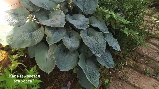 Как называется эта хоста? смотреть онлайн