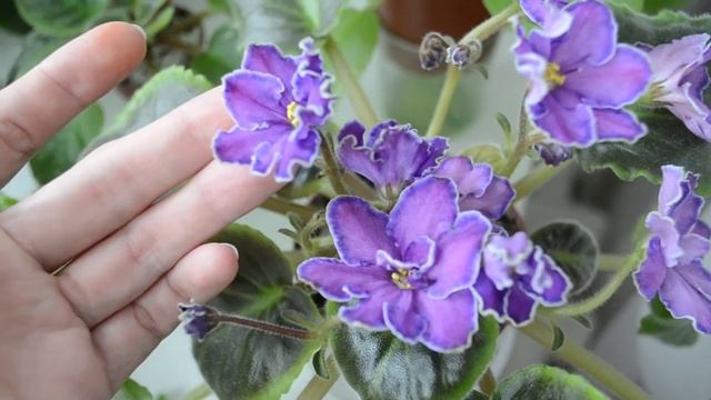 Майские ФИАЛКИ/Красавец РС-Вавилон? и неувядаемый Rob's Dandy Lion смотреть онлайн