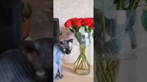 Мистер Фродо поздравляет всех женщин с праздником весны, и делится дизайнерским букетом алых роз 🍎