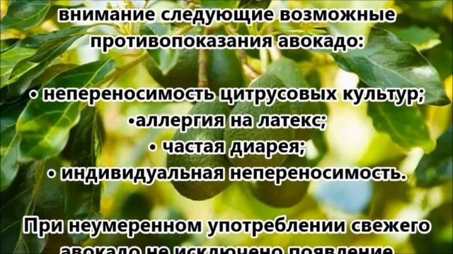 Авокадо. Польза авокадо для мужчин и женщин. смотреть онлайн