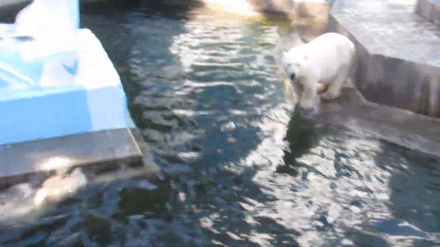 Герда присоединилась к своим малышам и почистила свою шубку 15.07.2019 смотреть онлайн