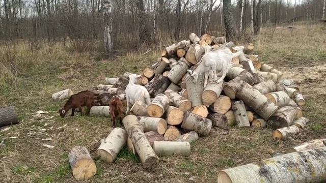 Разведение коз. Нубийские и зааненские козочки. смотреть онлайн