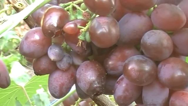Гібридна форма винограда ""Красотка"" смотреть онлайн