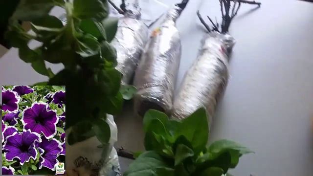 Розы пионовидные. Петуния. Груша. Агромаркет. Отзыв. смотреть онлайн