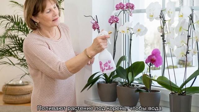 Орхидея — уход в домашних условиях после цветения смотреть онлайн