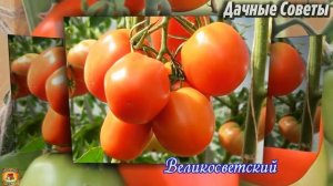 САМЫЕ лучшие и УРОЖАЙНЫЕ сорта ТОМАТОВ которые не подвержены основным болезням Дачные СОВЕТ