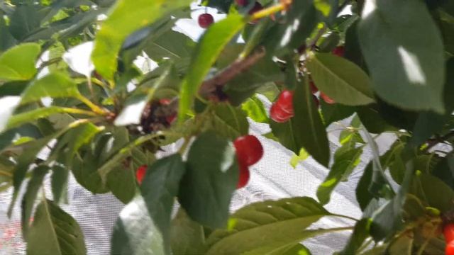 GARDEN Лето, ах лето / Моя прекрасная ирландская дача / My Irish garden смотреть онлайн