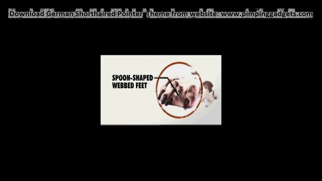 Dogs 101 German Shorthaired Pointer + EXCLUSIVE Windows 7 Theme Link смотреть онлайн