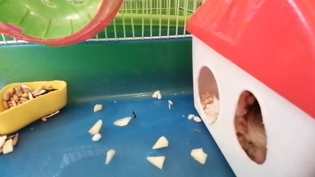 Маленькие хомячки смотреть онлайн