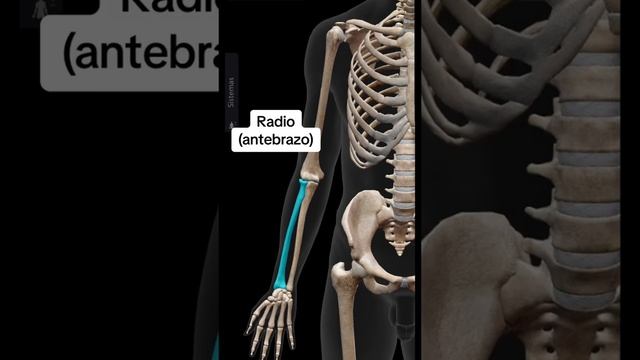 Huesos del brazo смотреть онлайн