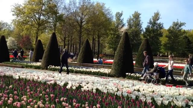 Тюльпаны парка Кекенхоф, Нидерланды смотреть онлайн
