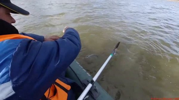 Ловля щуки в начале ноября удачно по...