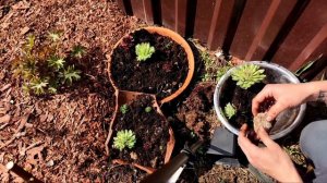 Молодило или каменная роза в моем саду. Создаëм мини альпийскую горку. Композиция из эхеверии