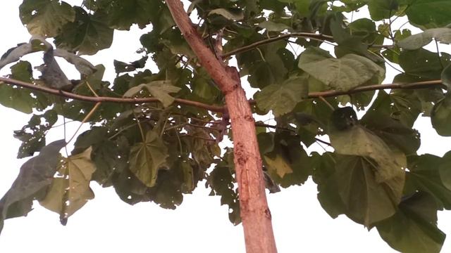 Павловнии заложили цвет на 2022))) 11 октября 2021 г. смотреть онлайн