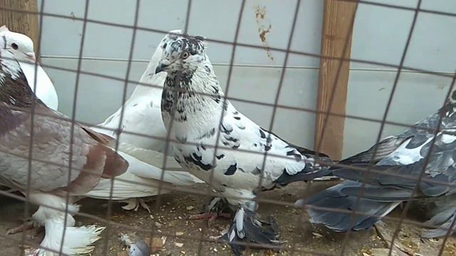 ANDIJON KABUTAR BOZOR 25 ноября 2021 г.@Kabootar@kabutar@голуби@кабутар бозор