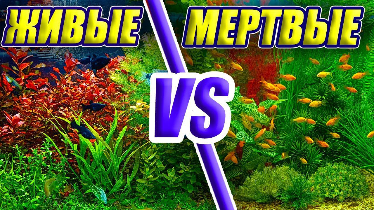 Живые VS Искусственные растения в аквариуме смотреть онлайн