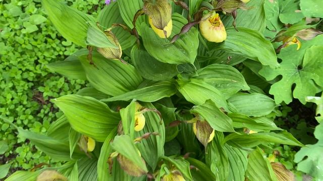 Начало цветения венериных башмачков под Питером смотреть онлайн