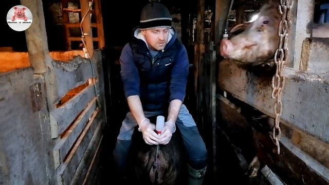 Искусственное оплодотворение свиноматки.Как определить что свиноматка в охоте. смотреть онлайн