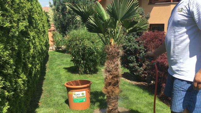 Palmy a Zahrady - NEW VIDEO - Trachycarpus Wagnerianus PART II - 25.6.2017 смотреть онлайн