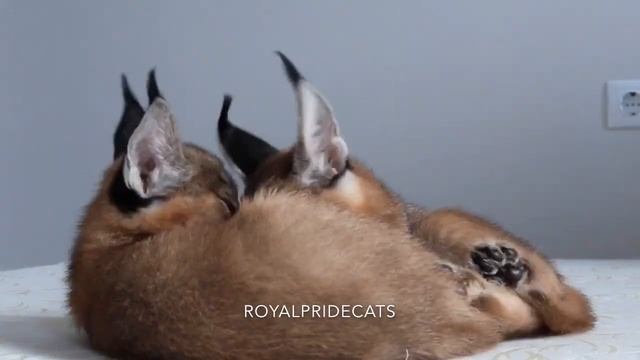 Caracal cats playing, caracal kittens. Котята каракалы играются смотреть онлайн