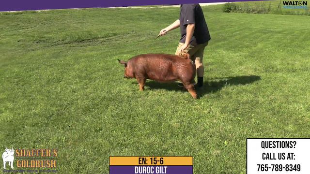 15-6 - Shaffer's Goldrush - Saturday August 11th, 2023 Gilt Sale смотреть онлайн