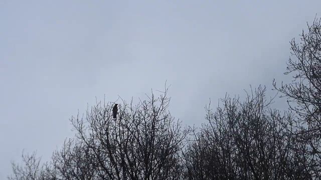 Драйвовый кроухантинг