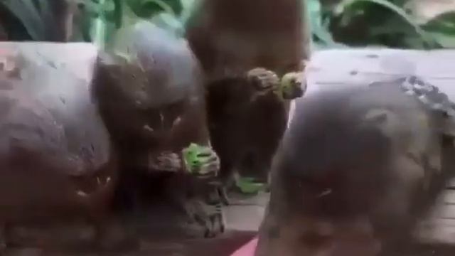 Мармазетки. смотреть онлайн