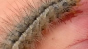 ГУСЕНИЦА КАКАЕТ