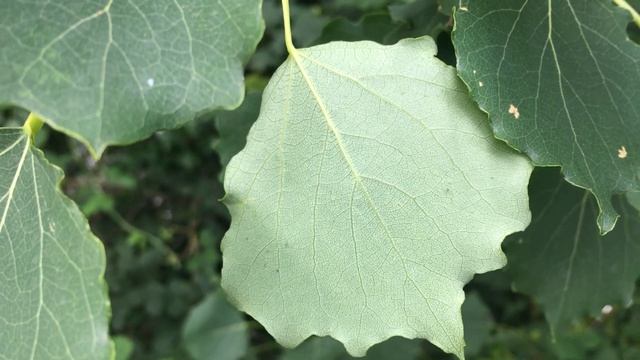 Aspen (Populus tremula) - underside of leaf close up - August 2019 смотреть онлайн