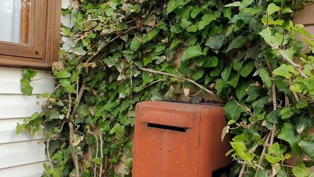 Красивый САД на 6 сотках . Цветение в МАЕ. Обзор - прогулка . Приглашаю всех в наш САД. смотреть онлайн