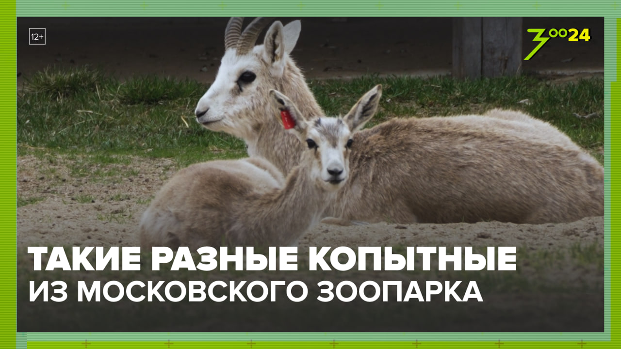 Копытные | Московский зоопарк | ЗОО 24 смотреть онлайн