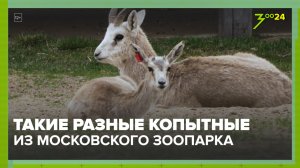 Копытные | Московский зоопарк | ЗОО 24