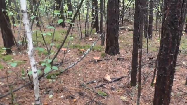 Сбор груздей и рыжиков. смотреть онлайн