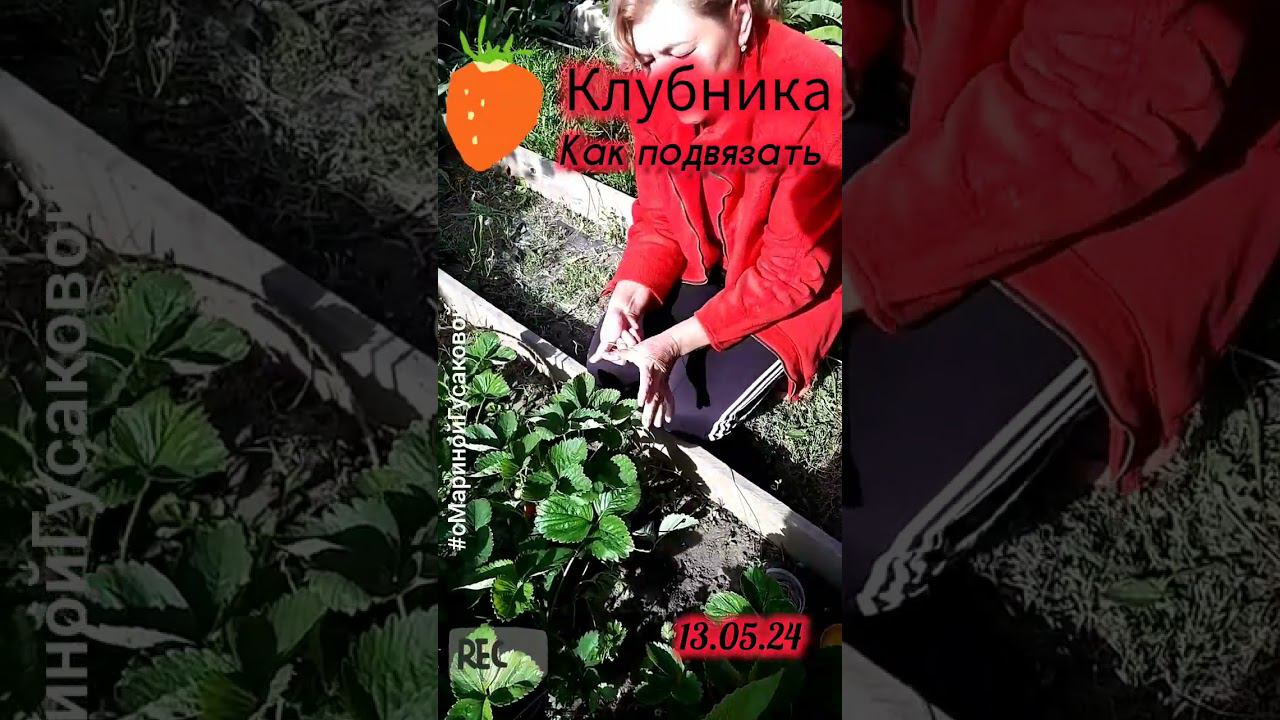 КЛУБНИКА как подвязать подсмотрела в интернете | с Мариной Гусаковой смотреть онлайн