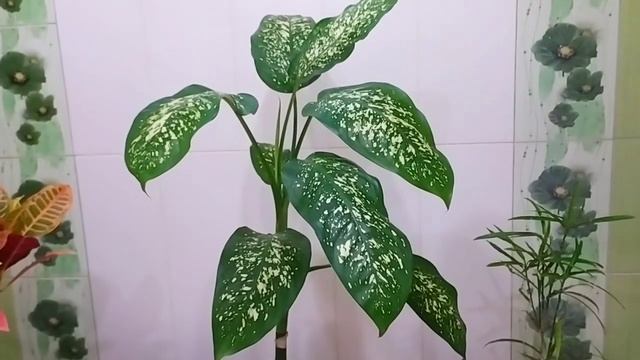 КОМНАТНЫЕ?? РАСТЕНИЯ КОТОРЫЕ ВЫРАСТАЮТ КРУПНЫМИ ДЕРЕВЬЯМИ