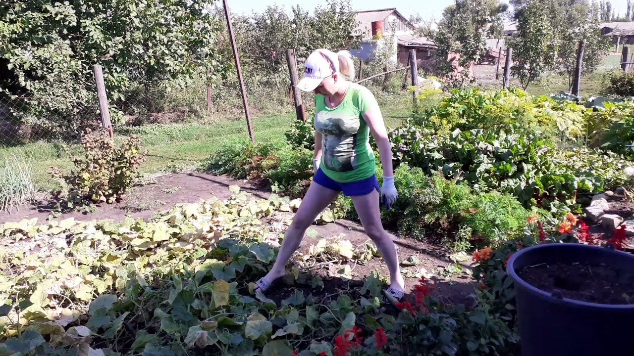 С задачей справились . смотреть онлайн