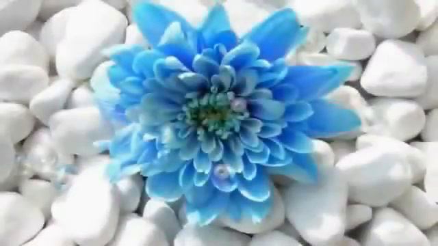 Flowers of the sea - "Цветы у моря" Кэйко Мацуи смотреть онлайн