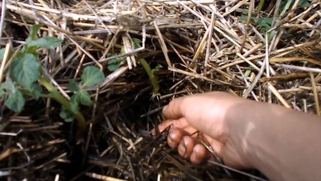 Картофель под соломой в траншеях 2016. Семья Нехаевых. смотреть онлайн