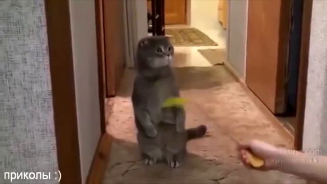Удивленные коты, приколы с котами, подборка смешных котов, которые очень удивлены смотреть онлайн
