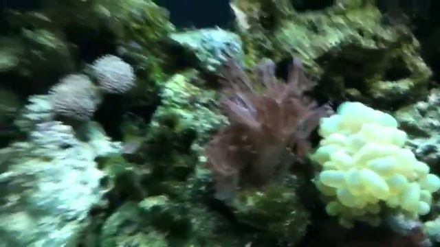 28 Gallon Aqua Euro USA Reef смотреть онлайн