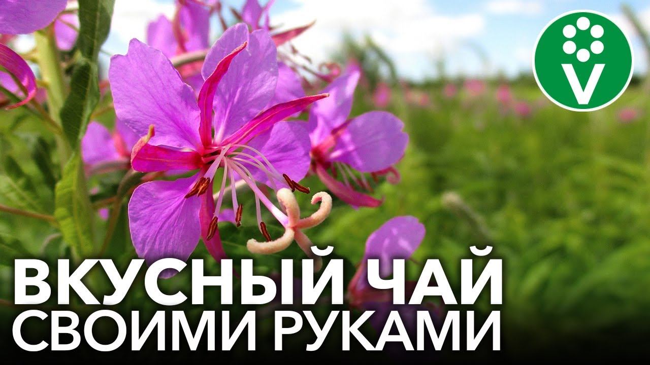 ИВАН-ЧАЙ: заготовка, ферментация и сушка в домашних условиях смотреть онлайн