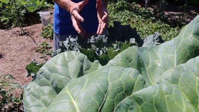 How to Grow Cabbage, Complete Growing Guide смотреть онлайн