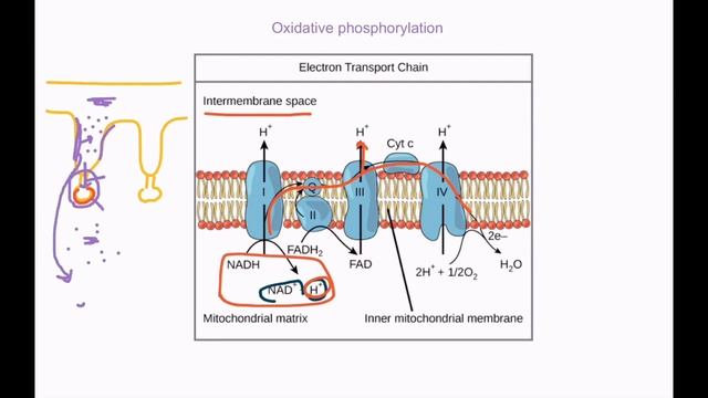 Oxidative Phosphorylation And Substrate Level Phosphorylation.mp4