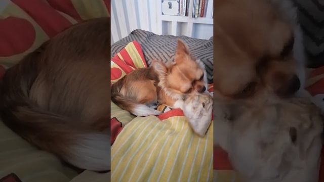 Арчи грызет говяжье ухо смотреть онлайн