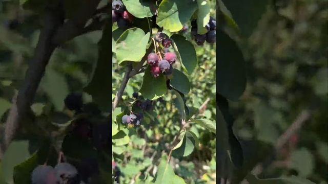 #shorts #купилидачу #ягоды Как спеет ирга | ягоды смотреть онлайн