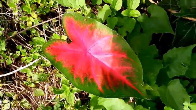 HEART OF JESUS PLANT, ELEPHANT EAR PLANT, ANGEL WINGS PLANT, CALADIUM PLANT ☘️ смотреть онлайн