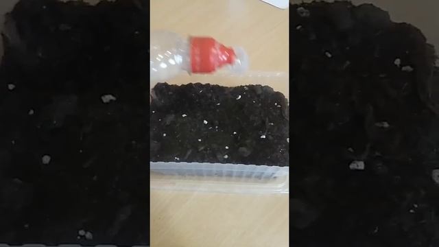 Посев ЦИНИИ на рассаду?Подробный урок 1часть? смотреть онлайн
