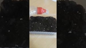 Посев ЦИНИИ на рассаду?Подробный урок 1часть?