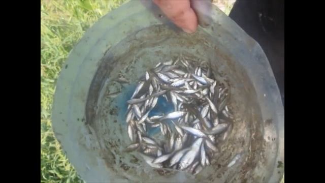 МОЙ ПРУД В ОГОРОДЕ ЧЕРЕЗ 6-ЛЕТ.ОШИБКИ И СОВЕТЫ. ЧАСТЬ-1 смотреть онлайн