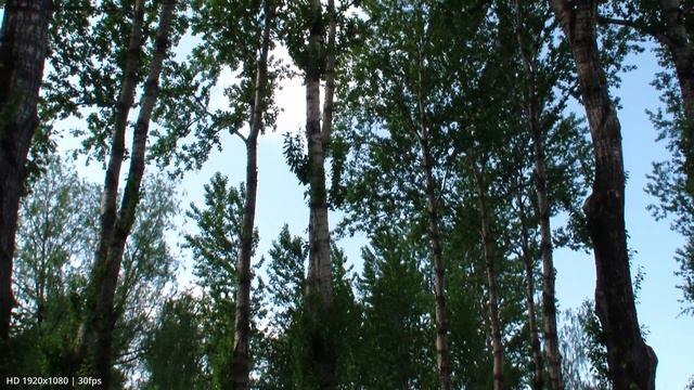 Как снимает видеокамера Samsung HMX QF22 (FullHD 1920x1080 | 30fps)